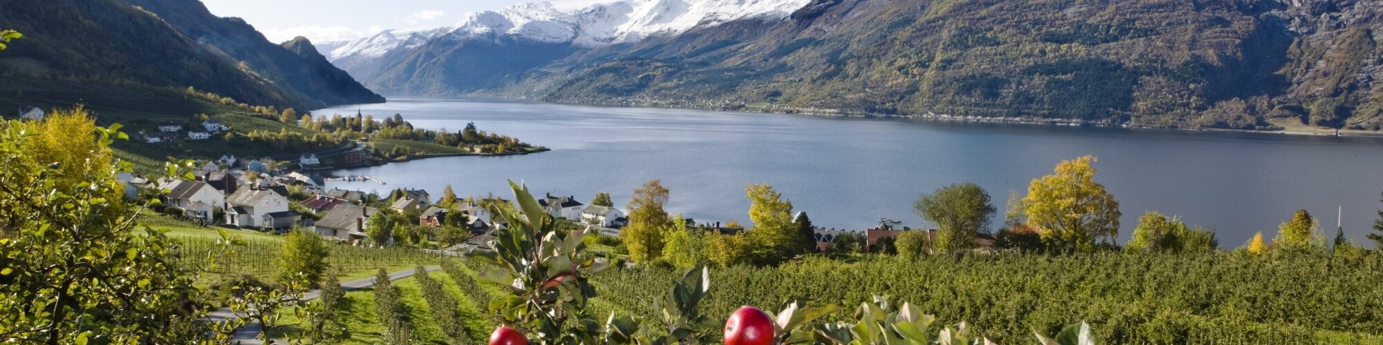 Panorama of Lofthus with green fruit orchards in the foreground, fjord and mountains in the background.