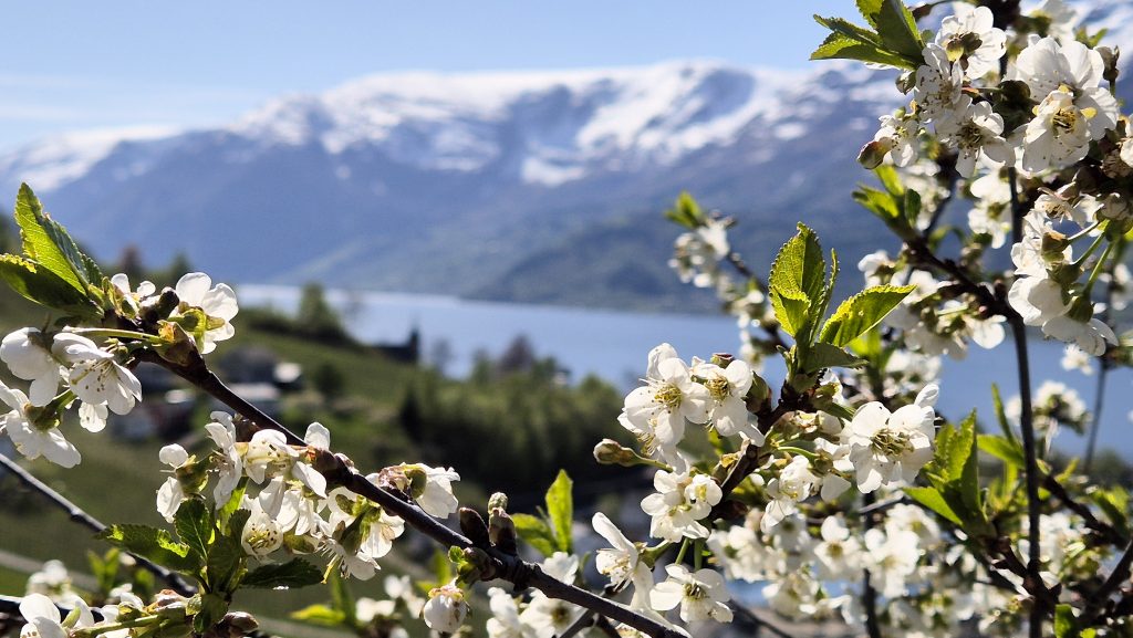 Cherry trees blooming above the Hardangerfjord in Lofthus. Snowcapped mountains in the background.