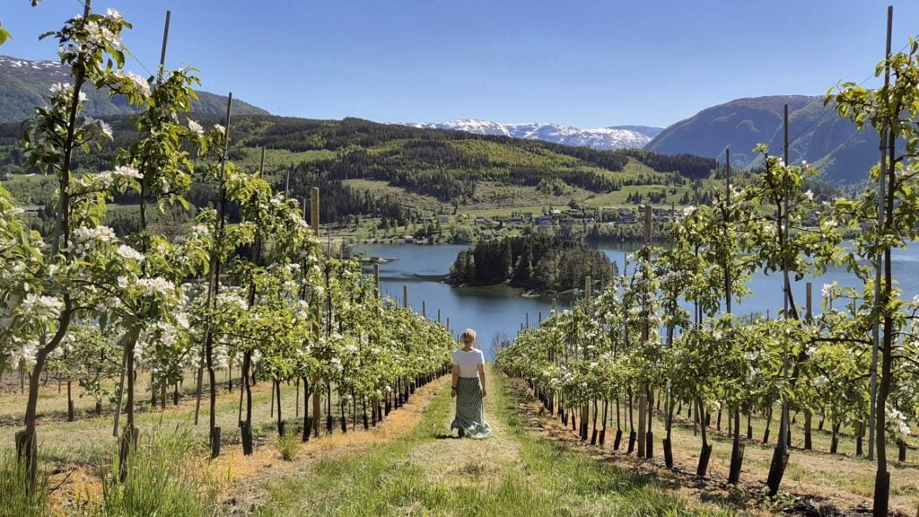 2025 Ulvik Apple Blossoming 02