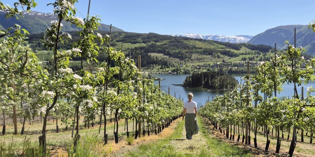 2025_Ulvik_Apple Blossoming_01 2025_Ulvik_Apple Blossoming_01