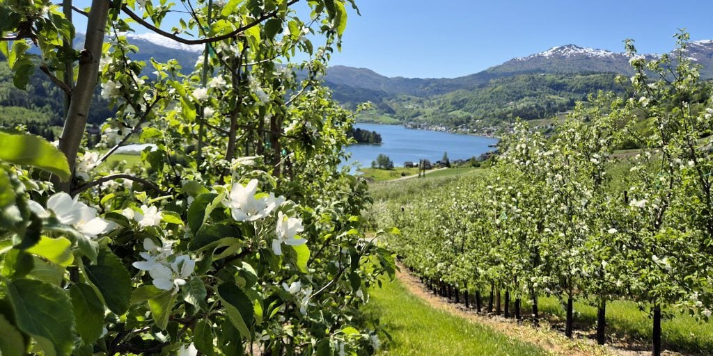 Lekve Gard_Ulvik_04 Lekve Gard_Ulvik_04