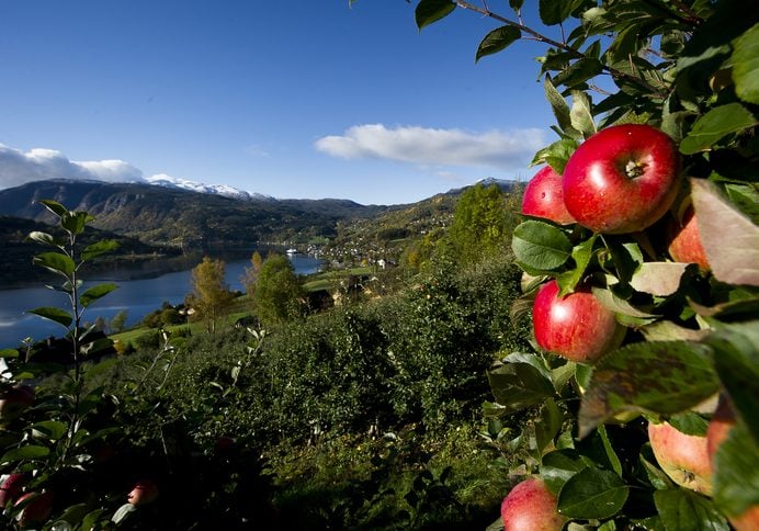 Red apples on a tree in front of orchards and the Hardangerfjord in Ulvik.